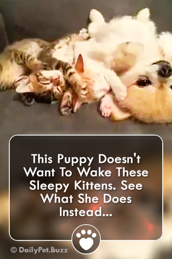 This Puppy Doesn\'t Want To Wake These Sleepy Kittens. See What She Does Instead...