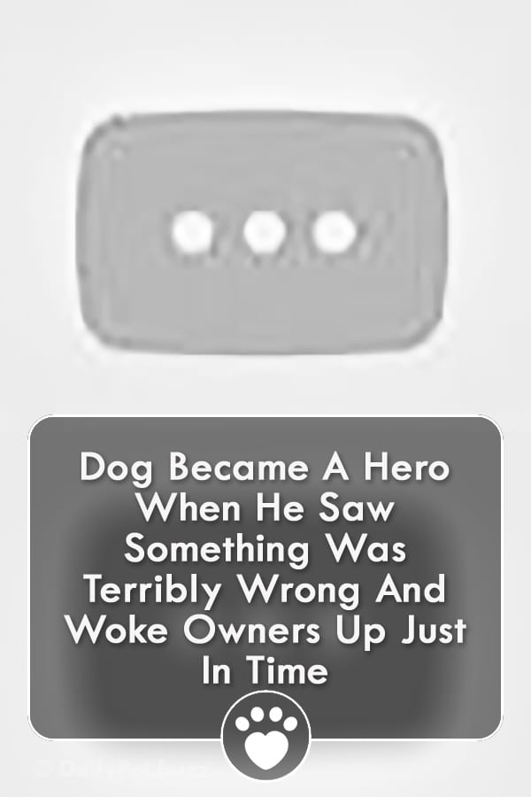 Dog Became A Hero When He Saw Something Was Terribly Wrong And Woke Owners Up Just In Time