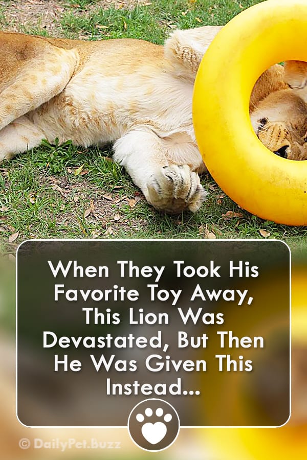 When They Took His Favorite Toy Away, This Lion Was Devastated, But Then He Was Given This Instead...