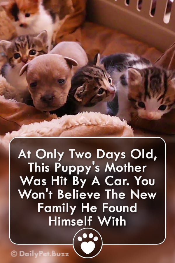 At Only Two Days Old, This Puppy\'s Mother Was Hit By A Car. You Won\'t Believe The New Family He Found Himself With