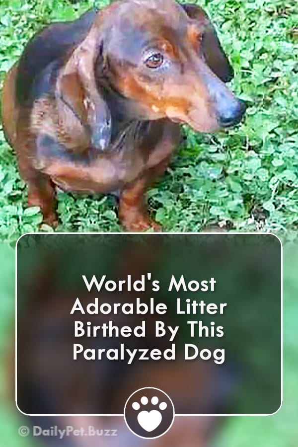 World\'s Most Adorable Litter Birthed By This Paralyzed Dog
