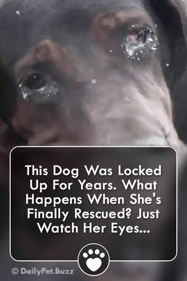 This Dog Was Locked Up For Years. What Happens When She\'s Finally Rescued? Just Watch Her Eyes...