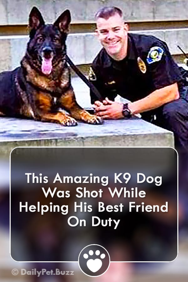 This Amazing K9 Dog Was Shot While Helping His Best Friend On Duty