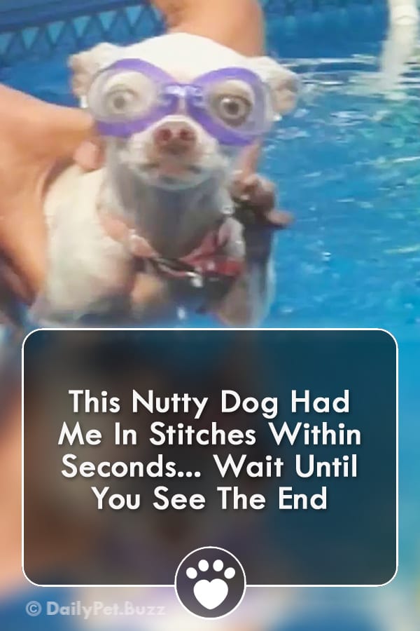 This Nutty Dog Had Me In Stitches Within Seconds... Wait Until You See The End