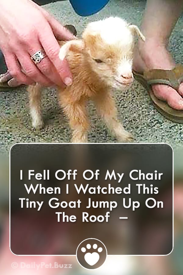 I Fell Off Of My Chair When I Watched This Tiny Goat Jump Up On The Roof  –