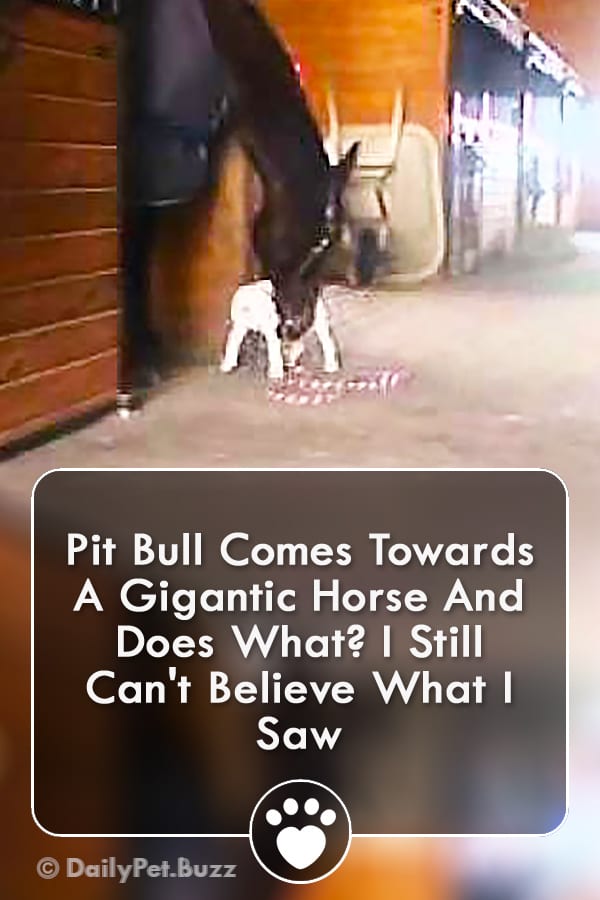Pit Bull Comes Towards A Gigantic Horse And Does What? I Still Can\'t Believe What I Saw