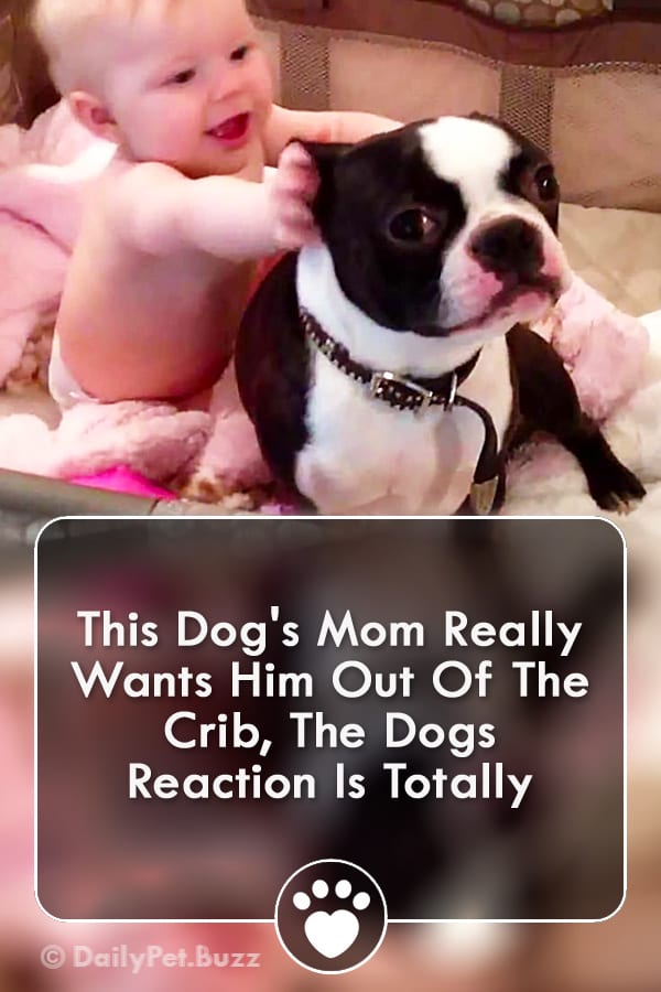 This Dog\'s Mom Really Wants Him Out Of The Crib, The Dogs Reaction Is Totally