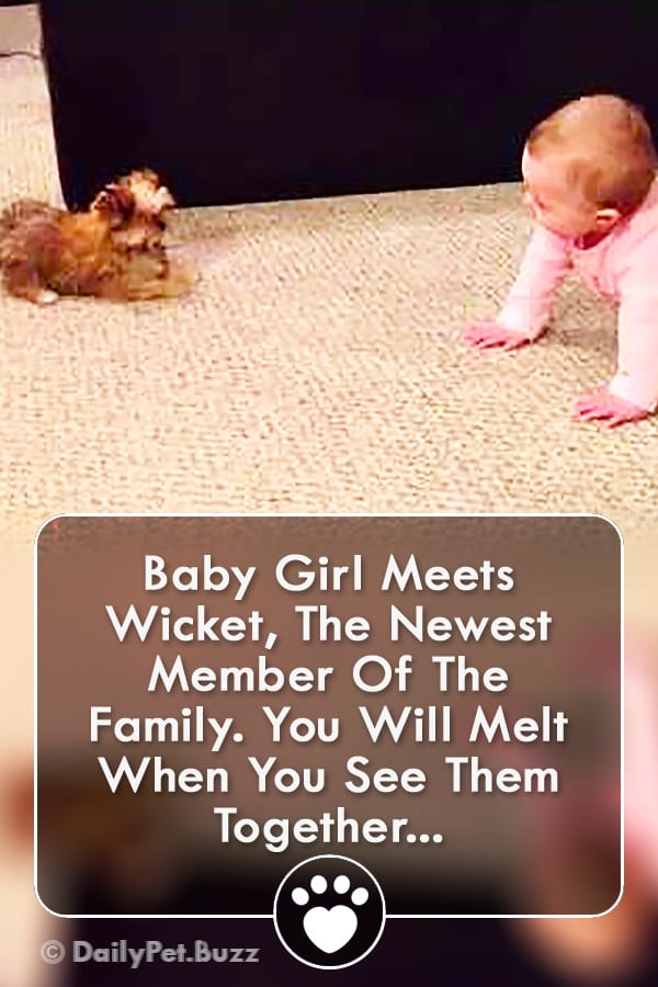Baby Girl Meets Wicket, The Newest Member Of The Family. You Will Melt When You See Them Together...