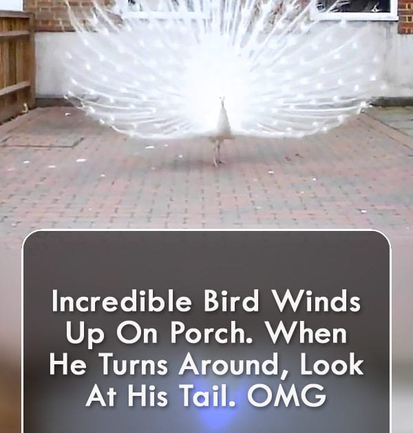 Pinterest Hidden Image