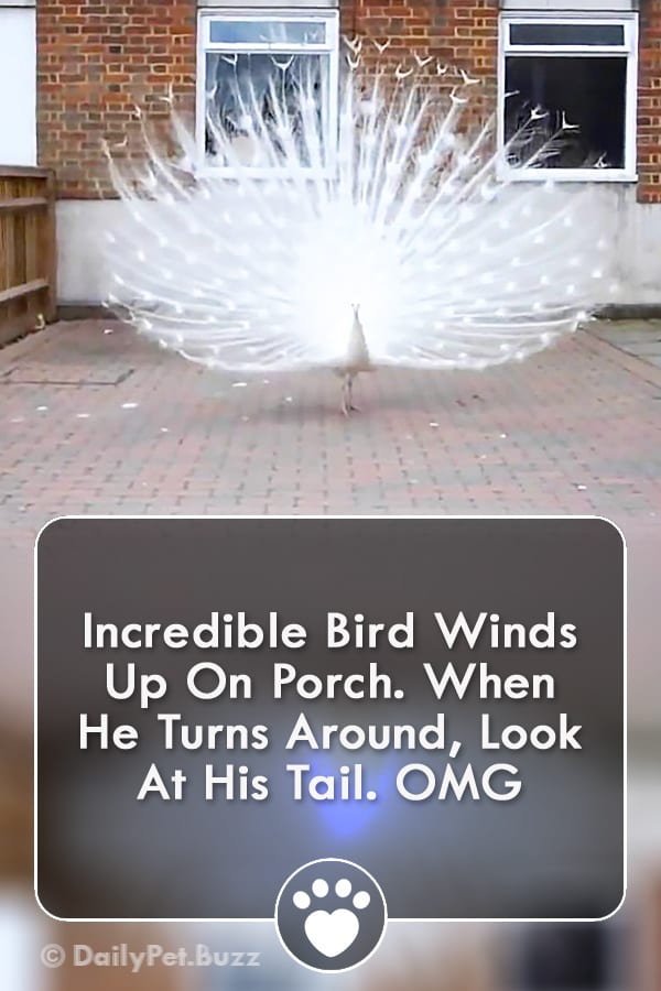 Incredible Bird Winds Up On Porch. When He Turns Around, Look At His Tail. OMG