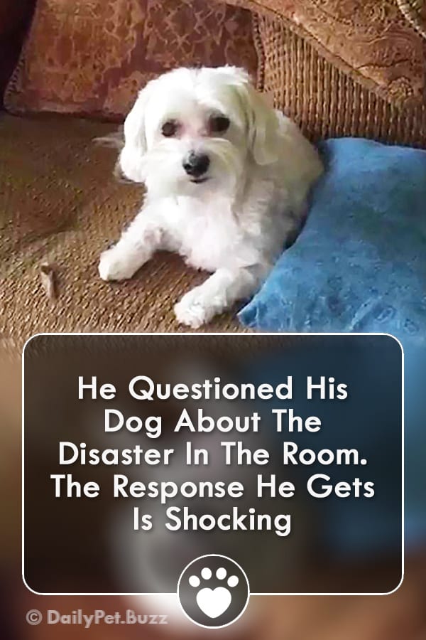 He Questioned His Dog About The Disaster In The Room. The Response He Gets Is Shocking