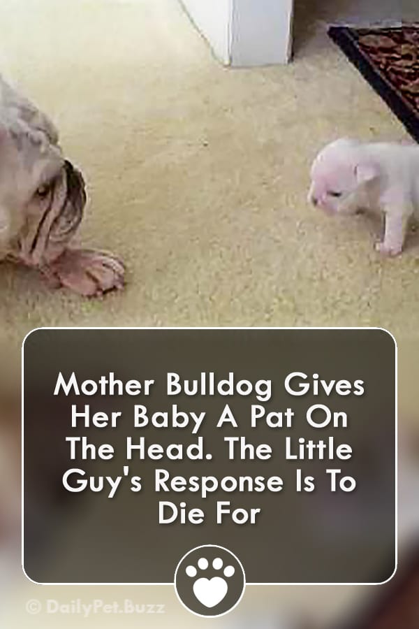 Mother Bulldog Gives Her Baby A Pat On The Head. The Little Guy\'s Response Is To Die For