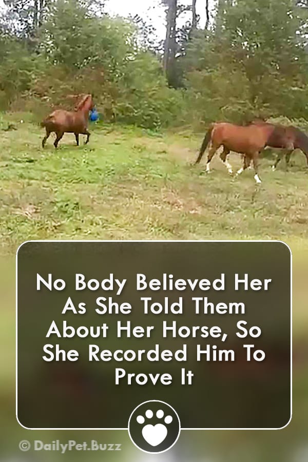 No Body Believed Her As She Told Them About Her Horse, So She Recorded Him To Prove It