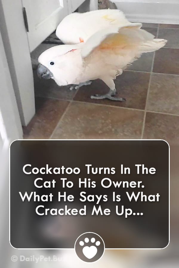 Cockatoo Turns In The Cat To His Owner. What He Says Is What Cracked Me Up...