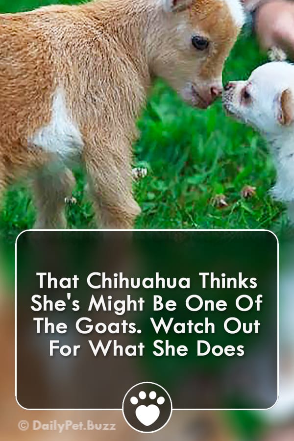 That Chihuahua Thinks She\'s Might Be One Of The Goats. Watch Out For What She Does