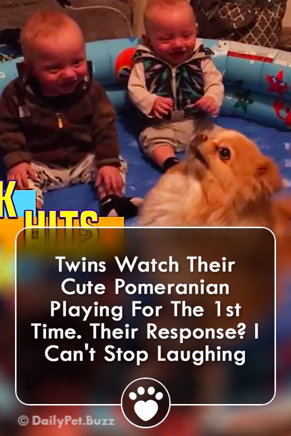 Twins Watch Their Cute Pomeranian Playing For The 1st Time. Their Response? I Can\'t Stop Laughing