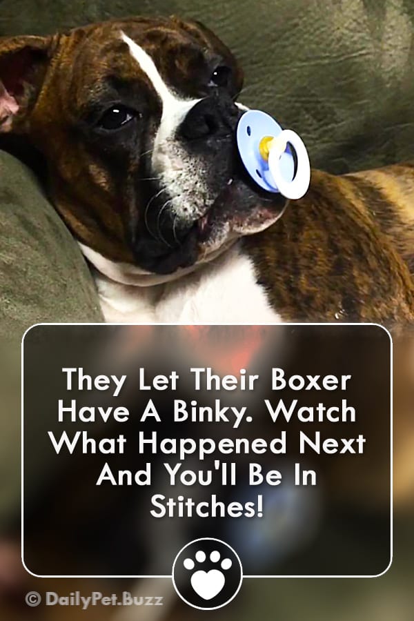They Let Their Boxer Have A Binky. Watch What Happened Next And You\'ll Be In Stitches!