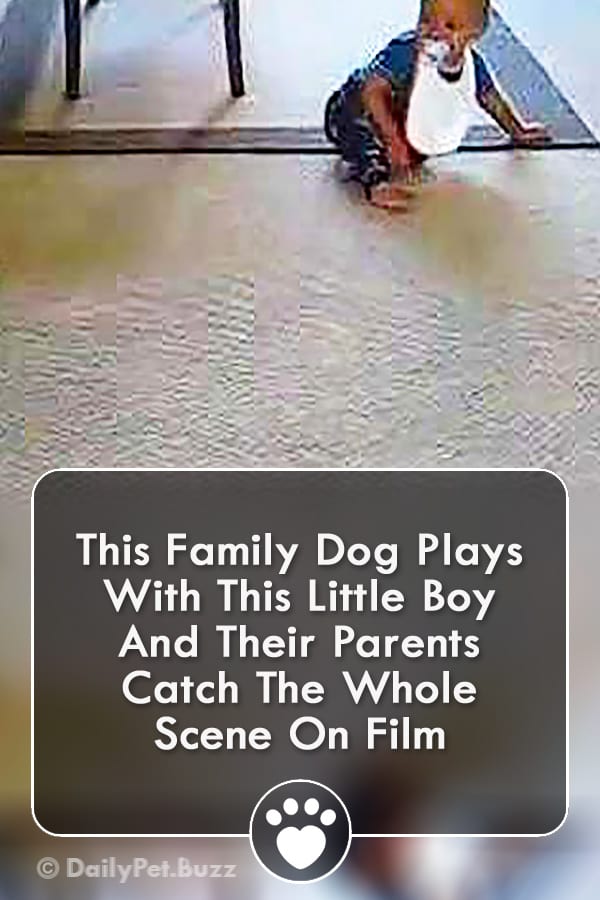 This Family Dog Plays With This Little Boy And Their Parents Catch The Whole Scene On Film