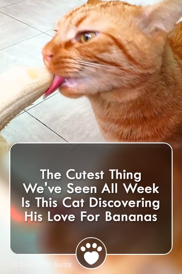 The Cutest Thing We\'ve Seen All Week Is This Cat Discovering His Love For Bananas
