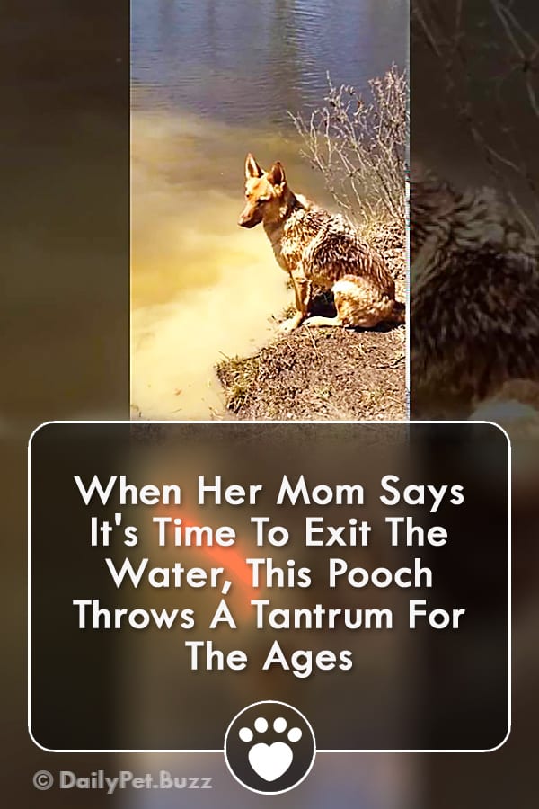 When Her Mom Says It\'s Time To Exit The Water, This Pooch Throws A Tantrum For The Ages