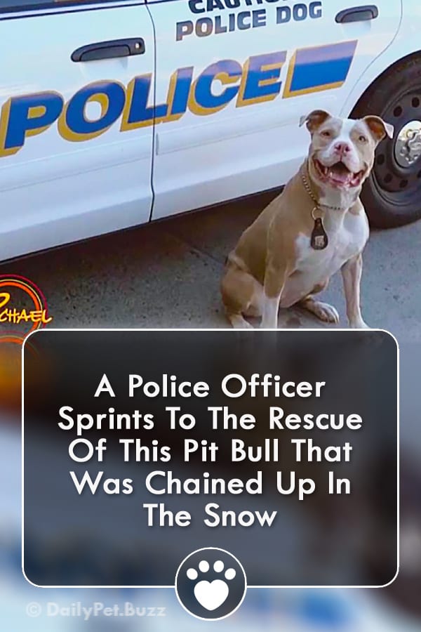 A Police Officer Sprints To The Rescue Of This Pit Bull That Was Chained Up In The Snow