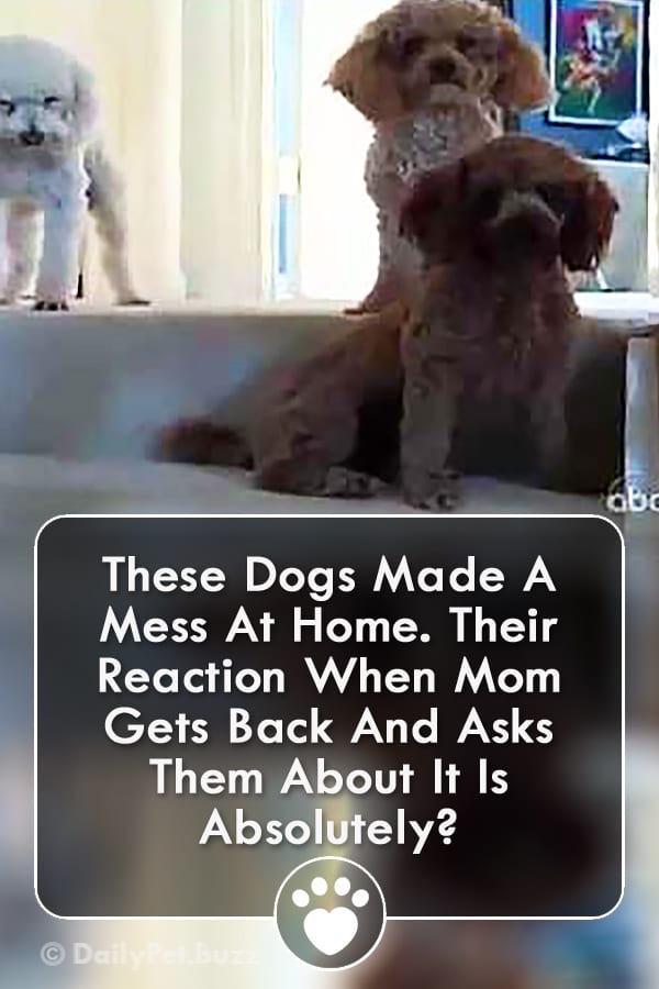 These Dogs Made A Mess At Home. Their Reaction When Mom Gets Back And Asks Them About It Is Absolutely? HILARIOUS!