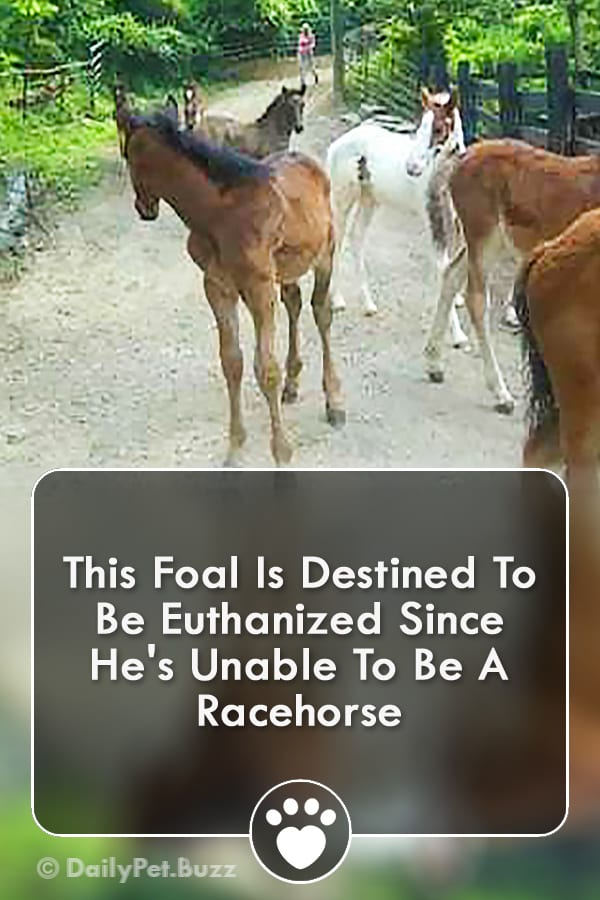 This Foal Is Destined To Be Euthanized Since He\'s Unable To Be A Racehorse