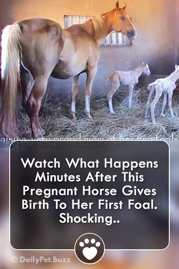 Watch What Happens Minutes After This Pregnant Horse Gives Birth To Her First Foal. Shocking..