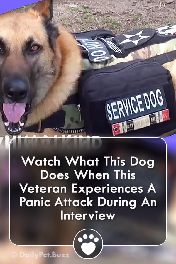 Watch What This Dog Does When This Veteran Experiences A Panic Attack During An Interview