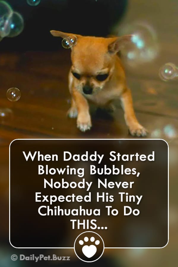 When Daddy Started Blowing Bubbles, Nobody Never Expected His Tiny Chihuahua To Do THIS...