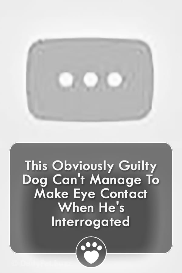 This Obviously Guilty Dog Can\'t Manage To Make Eye Contact When He\'s Interrogated