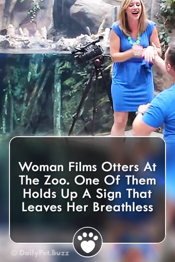 Woman Films Otters At The Zoo. One Of Them Holds Up A Sign That Leaves Her Breathless