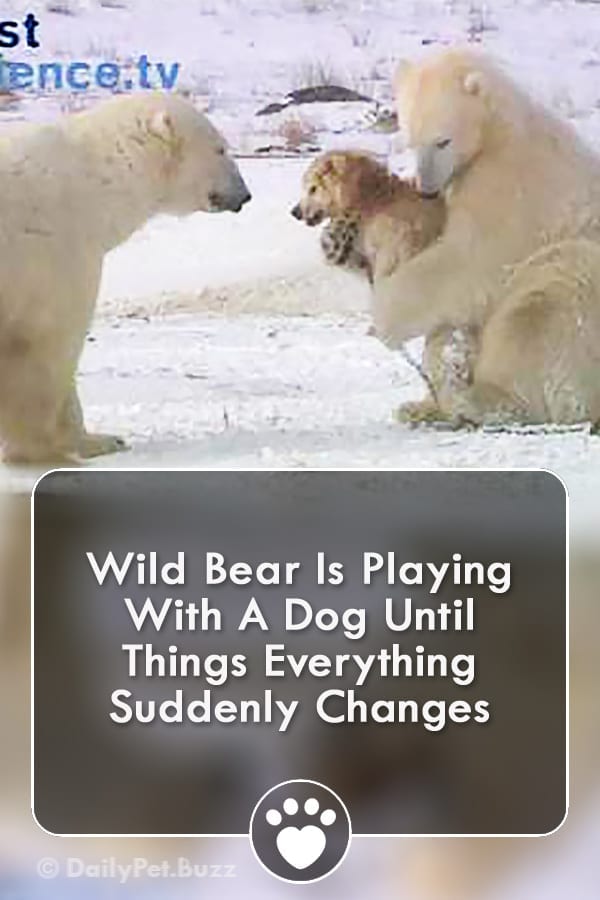 Wild Bear Is Playing With A Dog Until Things Everything Suddenly Changes