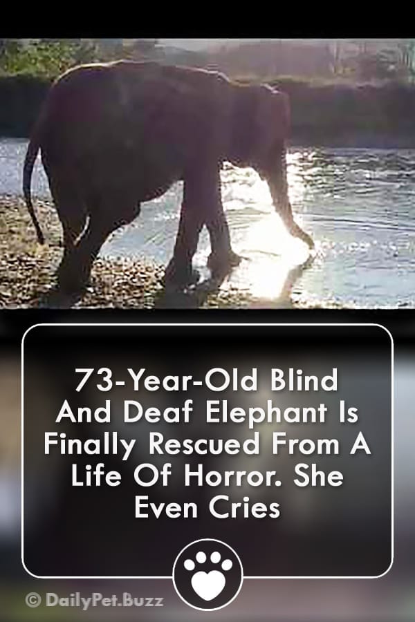 73-Year-Old Blind And Deaf Elephant Is Finally Rescued From A Life Of Horror. She Even Cries