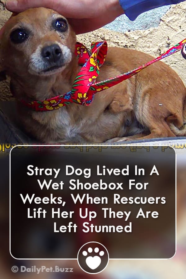 Stray Dog Lived In A Wet Shoebox For Weeks, When Rescuers Lift Her Up They Are Left Stunned