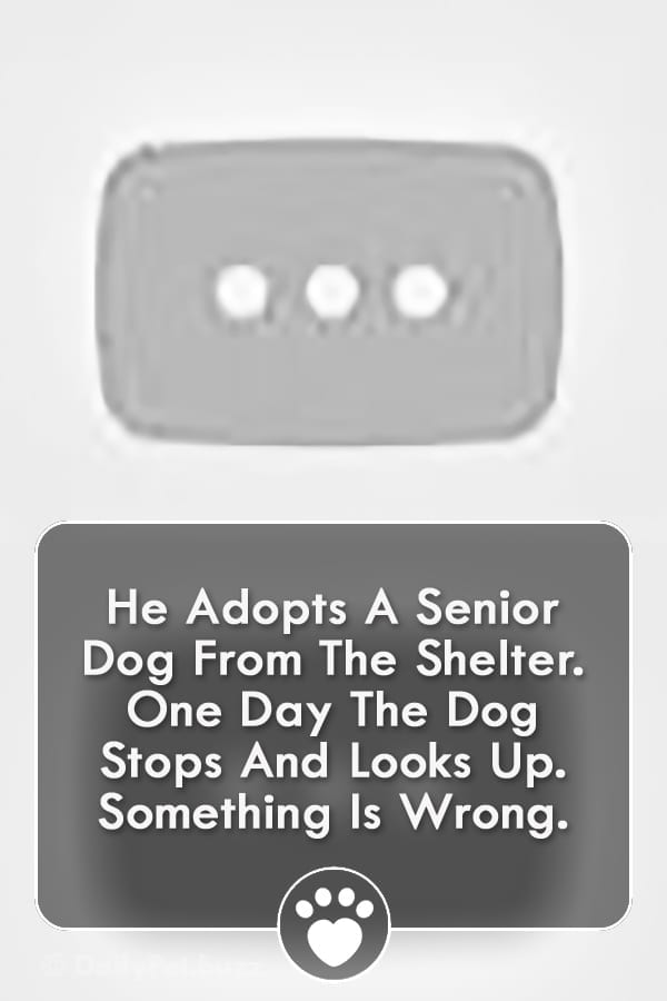 He Adopts A Senior Dog From The Shelter. One Day The Dog Stops And Looks Up. Something Is Wrong.