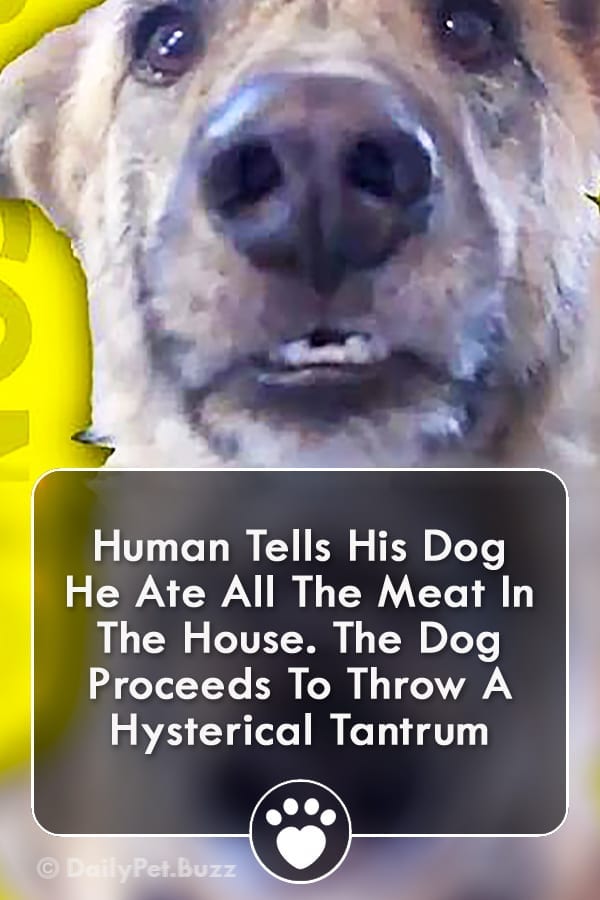 Human Tells His Dog He Ate All The Meat In The House. The Dog Proceeds To Throw A Hysterical Tantrum