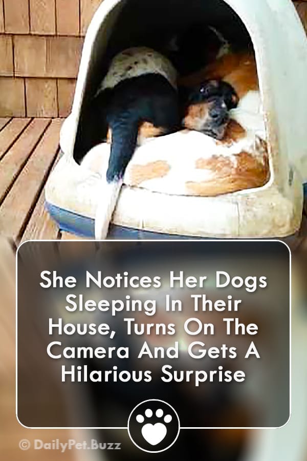 She Notices Her Dogs Sleeping In Their House, Turns On The Camera And Gets A Hilarious Surprise