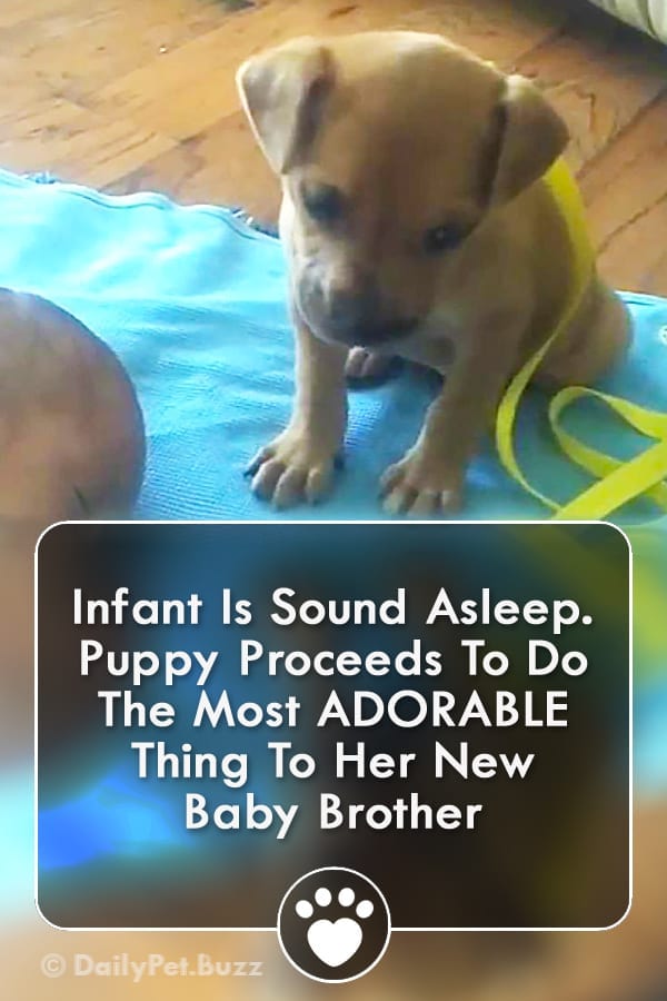 Infant Is Sound Asleep. Puppy Proceeds To Do The Most ADORABLE Thing To Her New Baby Brother