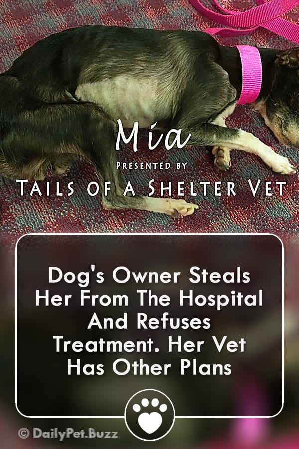 Dog\'s Owner Steals Her From The Hospital And Refuses Treatment. Her Vet Has Other Plans