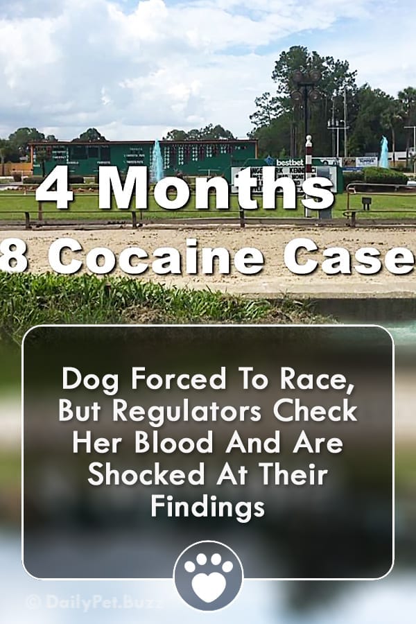 Dog Forced To Race, But Regulators Check Her Blood And Are Shocked At Their Findings