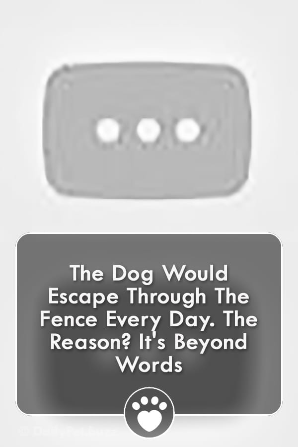 The Dog Would Escape Through The Fence Every Day. The Reason? It\'s Beyond Words