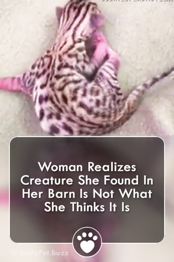 Woman Realizes Creature She Found In Her Barn Is Not What She Thinks It Is