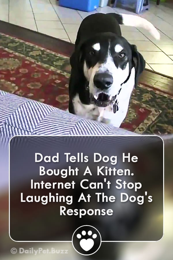 Dad Tells Dog He Bought A Kitten. Internet Can\'t Stop Laughing At The Dog\'s Response