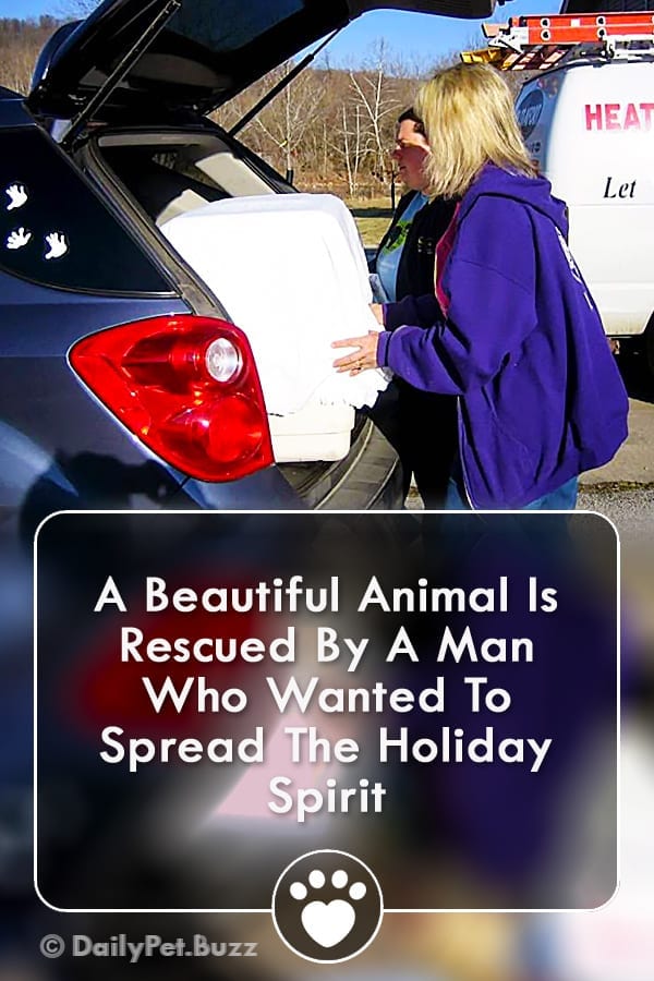 A Beautiful Animal Is Rescued By A Man Who Wanted To Spread The Holiday Spirit
