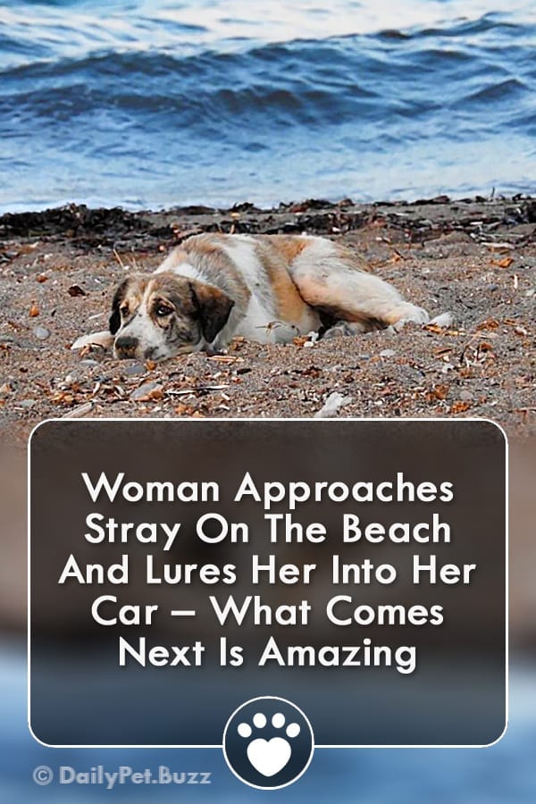 Woman Approaches Stray On The Beach And Lures Her Into Her Car – What Comes Next Is Amazing
