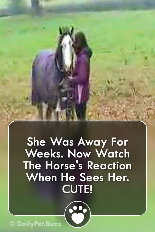 She Was Away For Weeks. Now Watch The Horse\'s Reaction When He Sees Her. CUTE!
