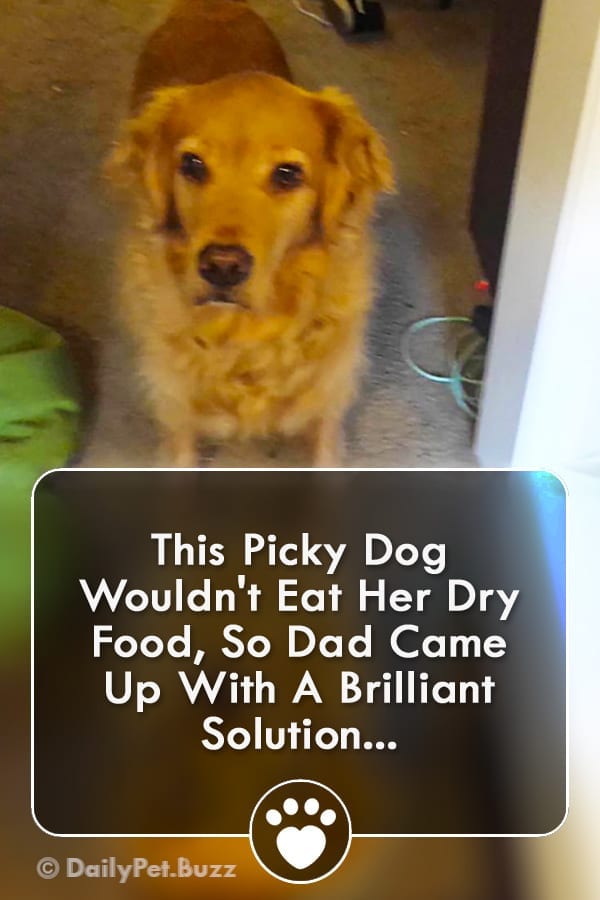 This Picky Dog Wouldn\'t Eat Her Dry Food, So Dad Came Up With A Brilliant Solution...