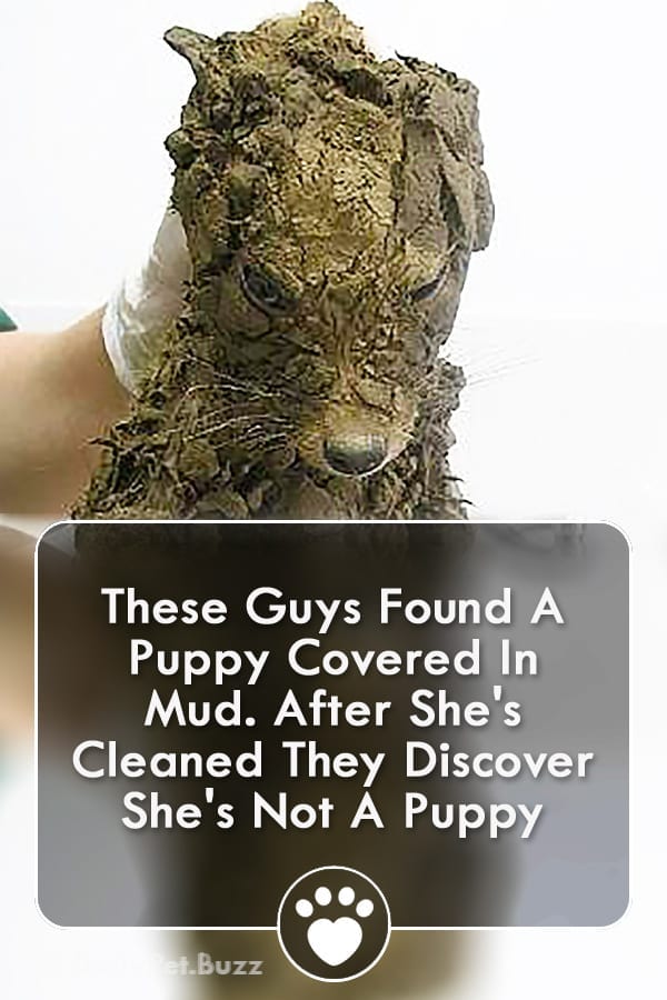 These Guys Found A Puppy Covered In Mud. After She\'s Cleaned They Discover She\'s Not A Puppy