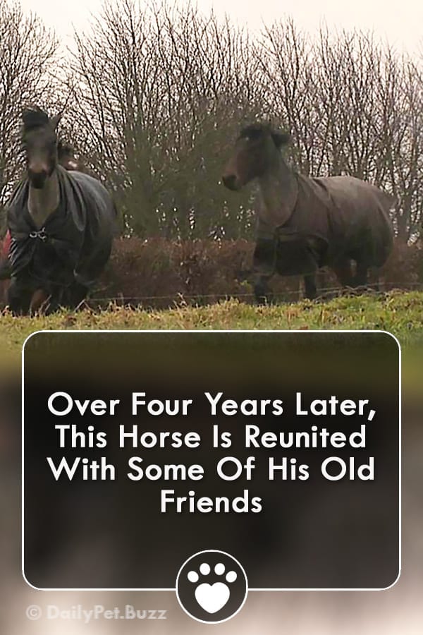 Over Four Years Later, This Horse Is Reunited With Some Of His Old Friends